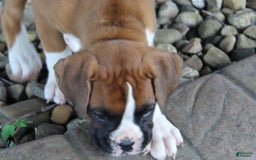 Boxer dogs for sale: Eden - Image 3