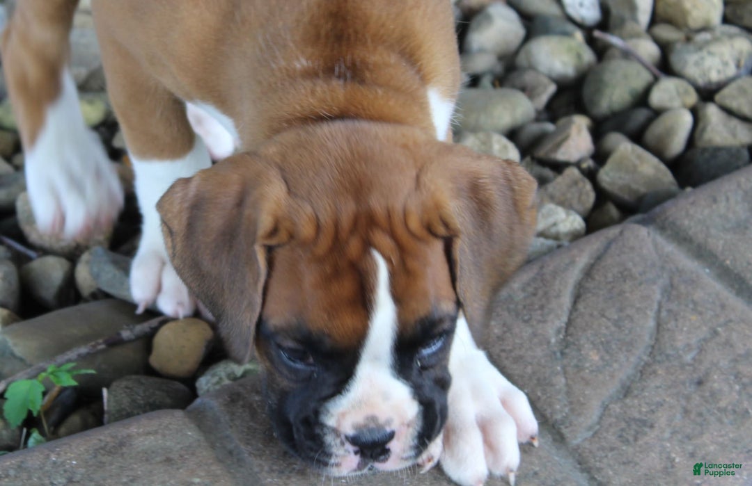 Boxer dogs for sale: Eden - Image 3