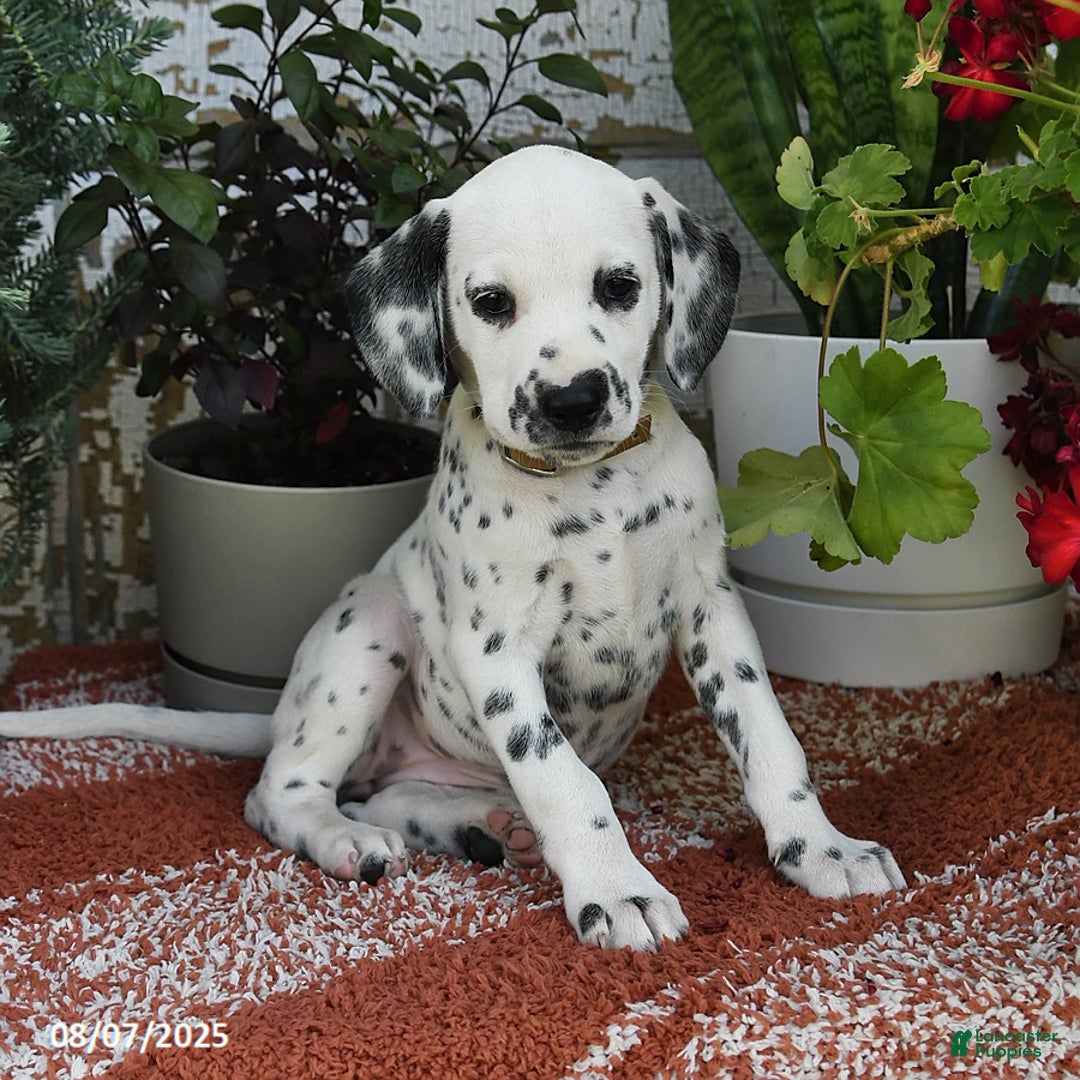 Dalmatian dogs for sale: Dalmatian 12 puppies - Image 17