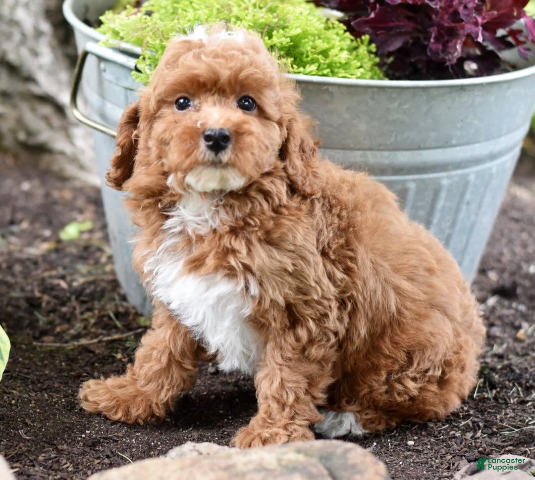 Miniature Poodle dogs for sale: Lucky - Image 10