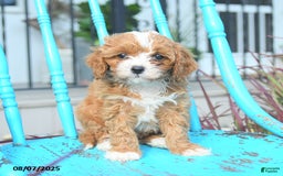 Cavapoo dogs for sale: Ally - Image 5