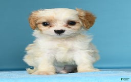 Cavachon dogs for sale: Marshmallow - Image 4