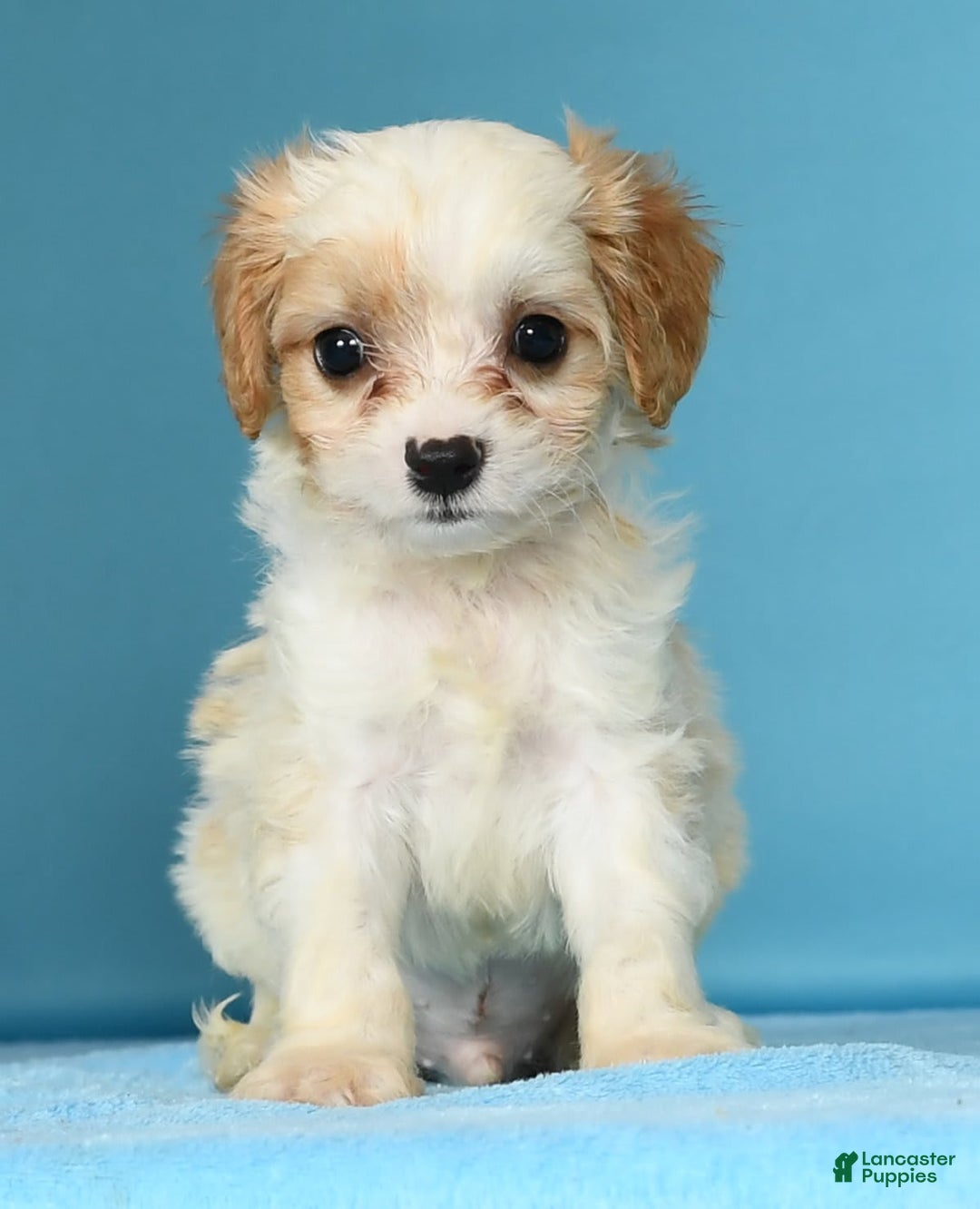 Cavachon dogs for sale: Marshmallow - Image 4