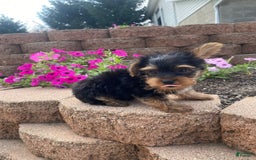 Yorkshire Terrier dogs for sale: Rebel - Image 15