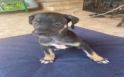 Great Dane dogs for sale: Cherry - Image 1