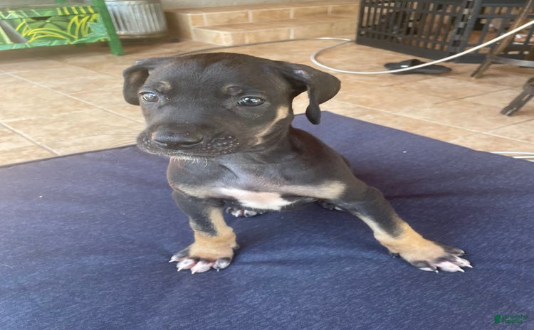 Great Dane dogs for sale - Ad 1