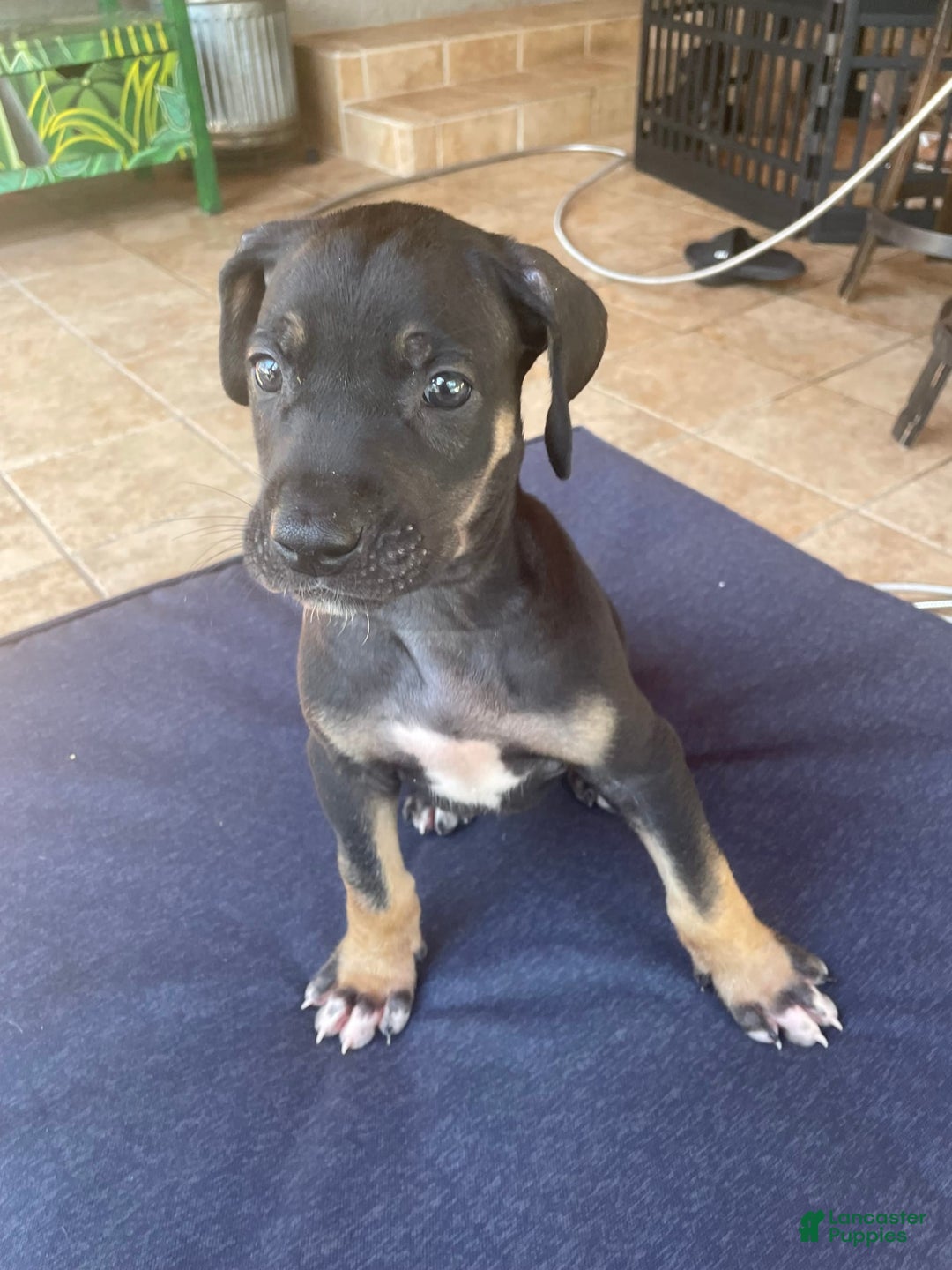 Great Dane dogs for sale: Cherry - Image 1