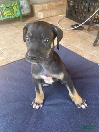 Great Dane dogs for sale - Ad 1
