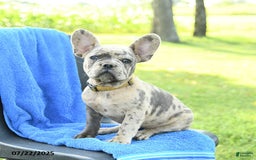 French Bulldog dogs for sale: Josie - Image 9