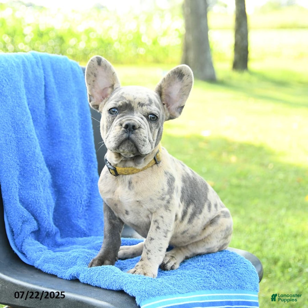 French Bulldog dogs for sale: Josie - Image 9