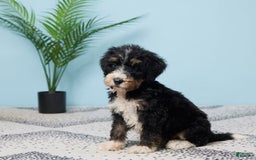 Bernedoodle dogs for sale: Conner - Image 2
