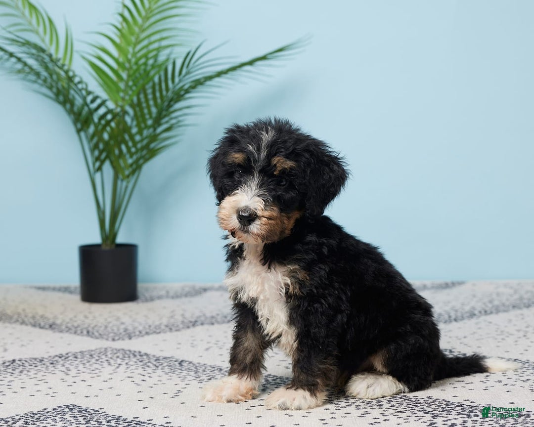 Bernedoodle dogs for sale: Conner - Image 2