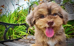 Havapoo dogs for sale: Domino - Image 14