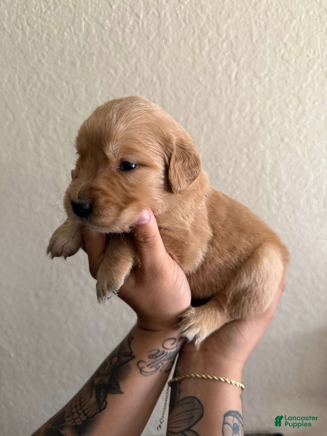 Golden Retriever dogs for sale: Marley - Image 2