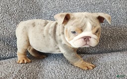 English Bulldog dogs for sale: Ollie - Image 17