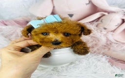 Toy Poodle dogs for sale: Pony Teacup - Image 2