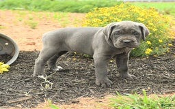 Cane Corso dogs for sale: Indie - Image 10