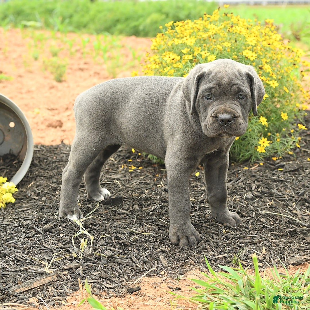 Cane Corso dogs for sale: Indie - Image 10