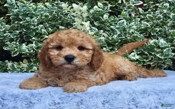 Cavapoo dogs for sale: Curley - Image 4