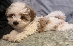 Miniature Poodle dogs for sale: May - Image 12