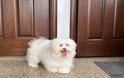 Lhasa Apso dogs for sale: Honey - Image 7