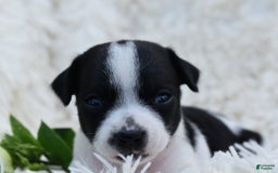 Chihuahua dogs for sale: Neyah - Image 3