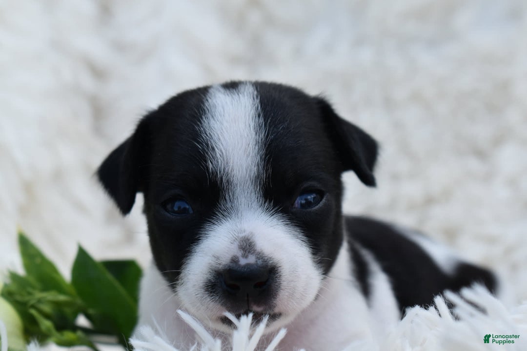 Chihuahua dogs for sale: Neyah - Image 3