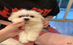 Maltese dogs for sale: Ryan - Image 2