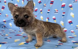 Cairn Terrier dogs for sale: Jane - Image 5
