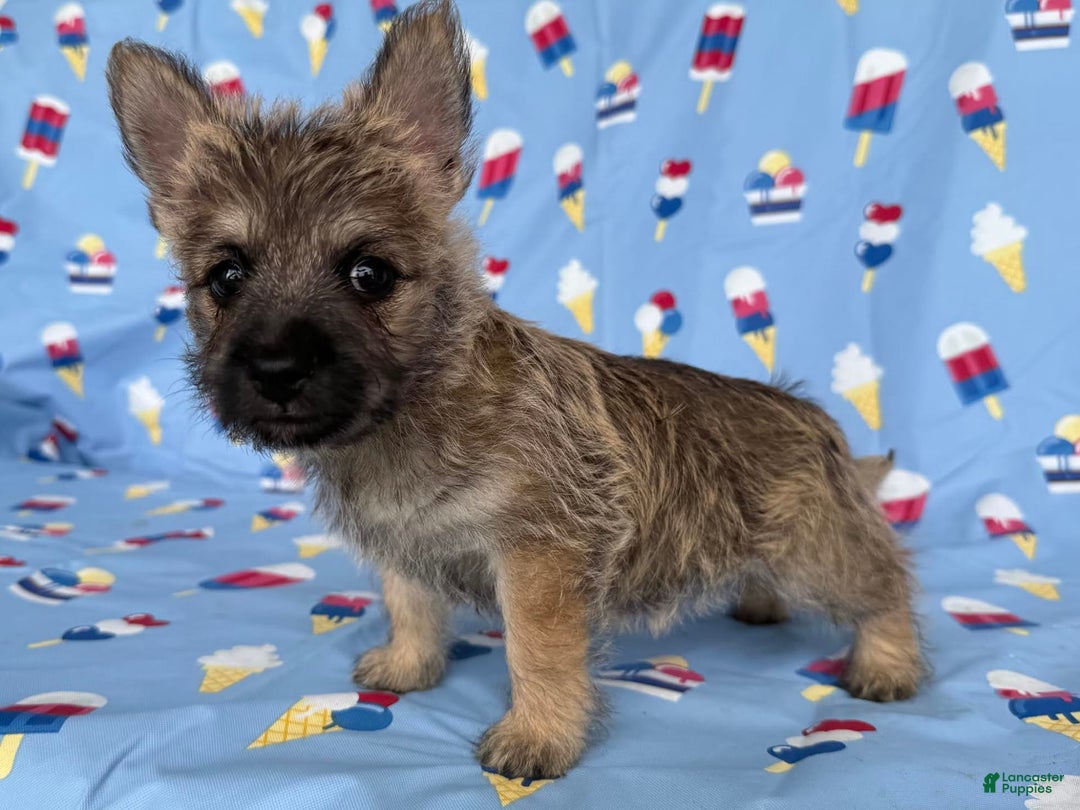 Cairn Terrier dogs for sale: Jane - Image 5