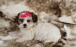 Teddy Bear dogs for sale: Tessa - Image 2