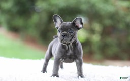 French Bulldog dogs for sale: Violet - Image 3