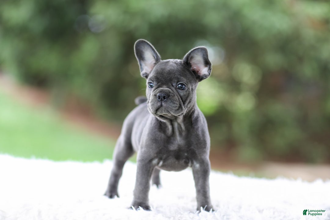 French Bulldog dogs for sale: Violet - Image 3