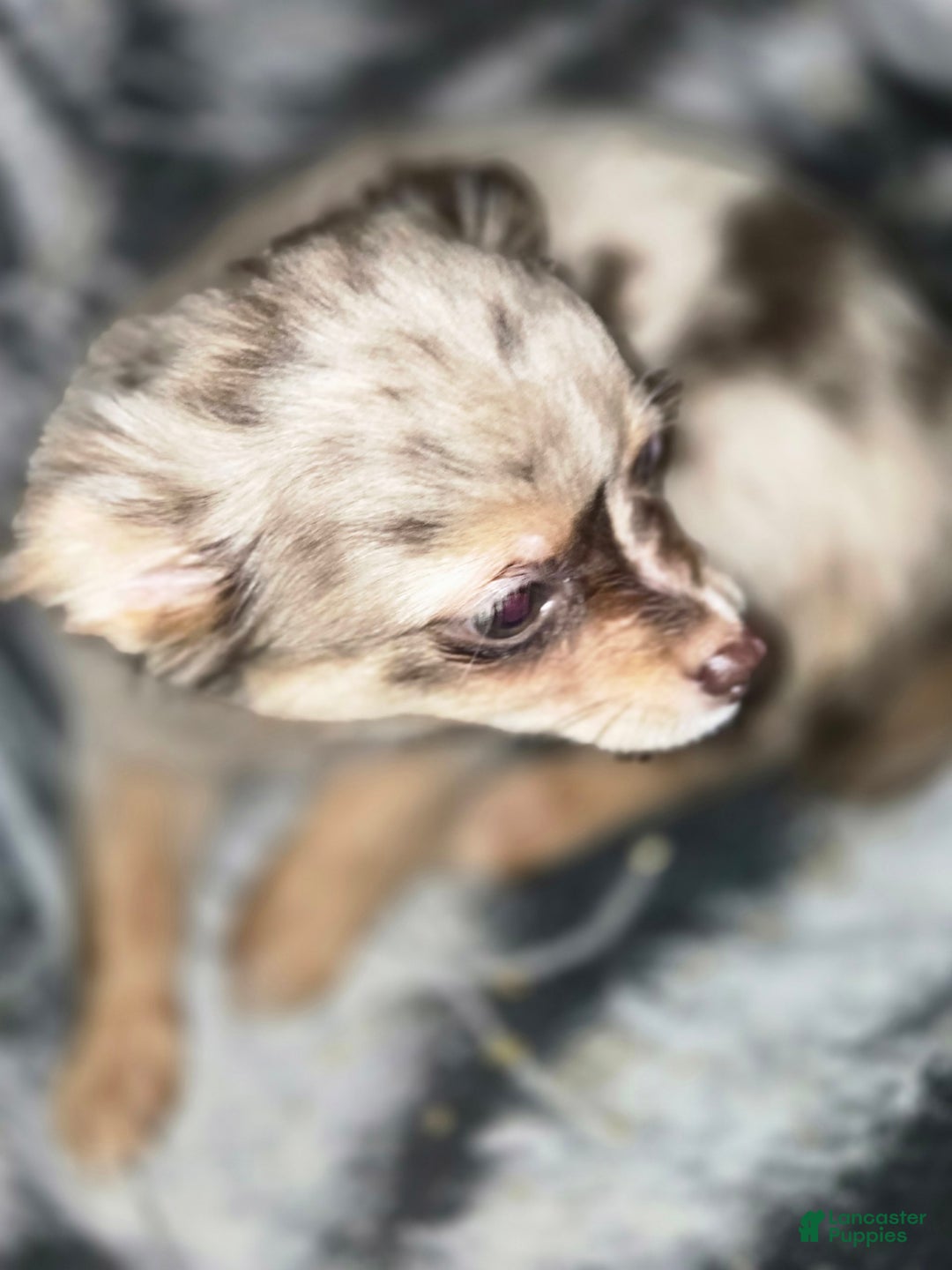 Chihuahua dogs for sale: Long Hair Merle Girl/Green Eyes - Image 3