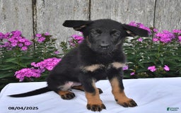 German Shepherd dogs for sale: Megan - Image 5