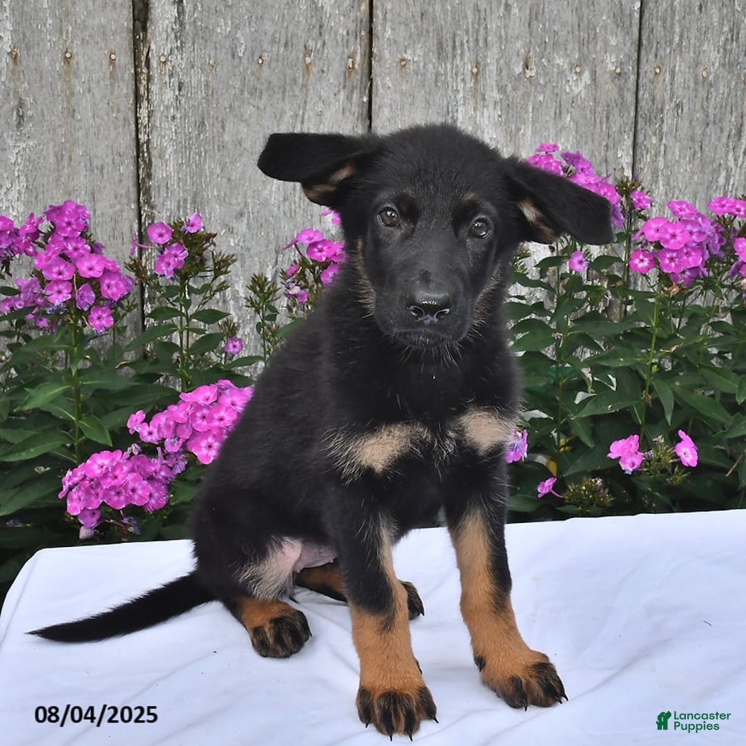 German Shepherd dogs for sale: Megan - Image 5