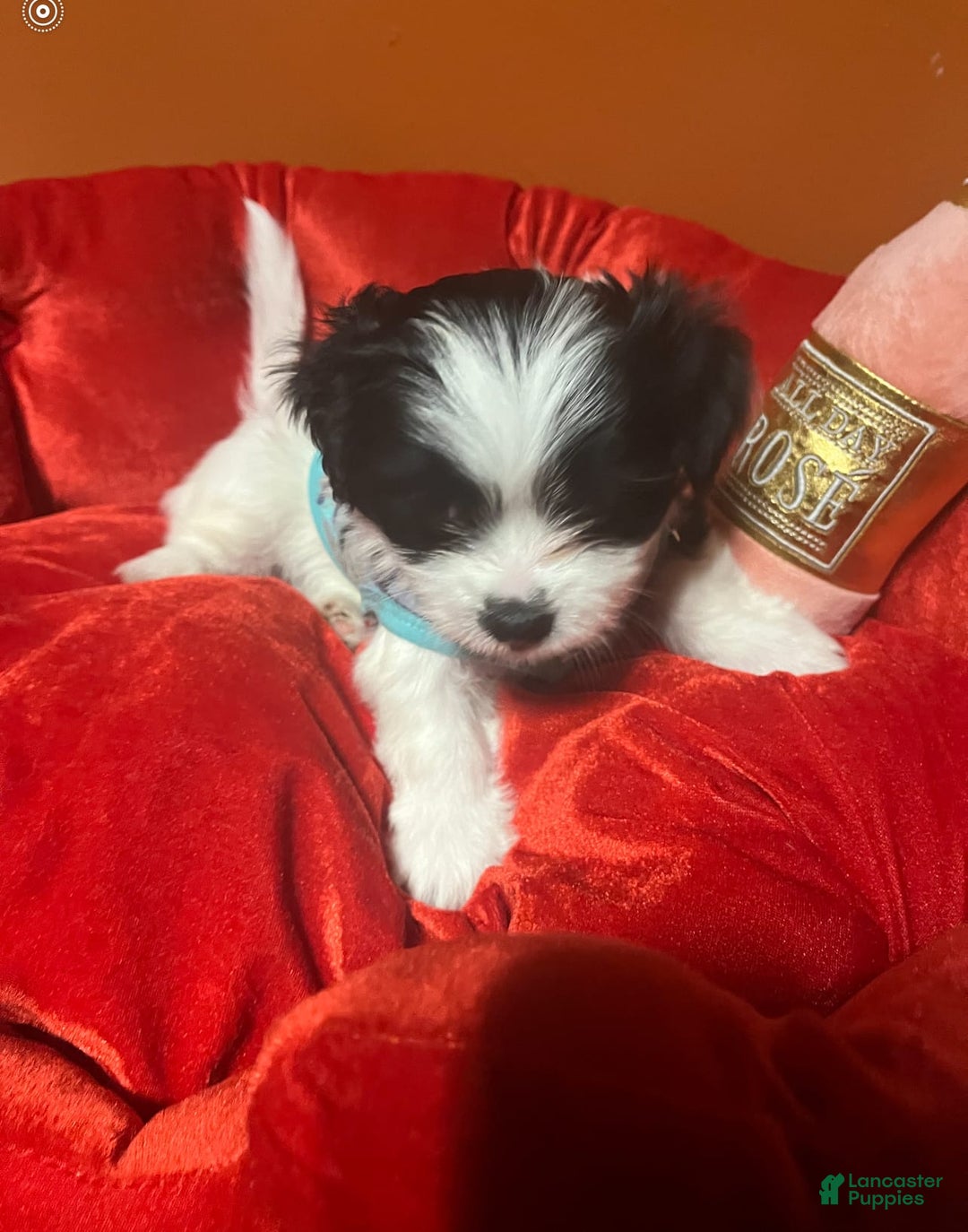 Shihpoo dogs for sale: Ray Ray - Image 5