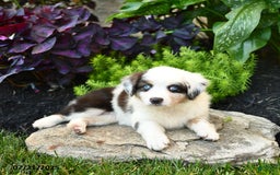 Miniature Australian Shepherd dogs for sale: Holly - Image 3