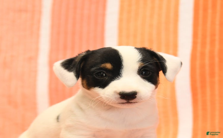 Jack Russell Terrier dogs for sale - Ad 2