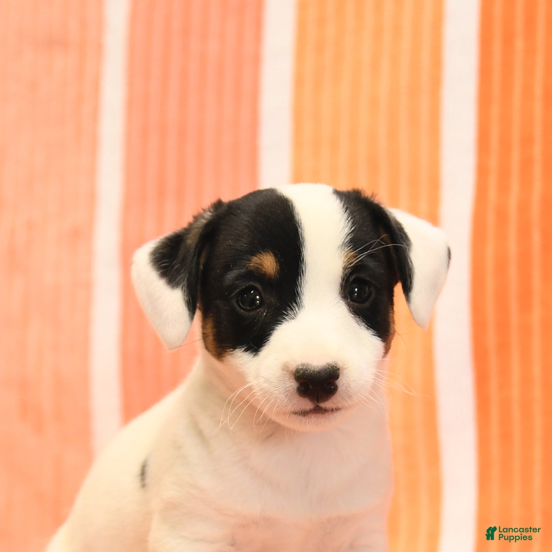 Jack Russell Terrier dogs for sale: Lynn - Image 1