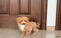 Havapoo dogs for sale: Franklin - Image 4