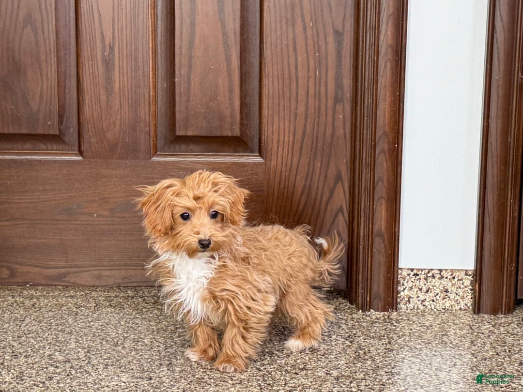 Havapoo dogs for sale: Franklin - Image 4
