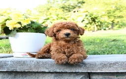 Miniature Poodle dogs for sale: Ester - Image 1