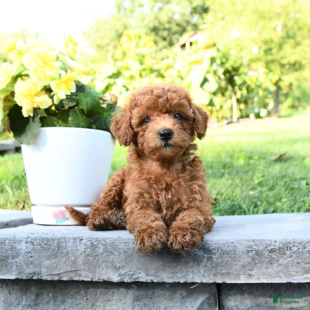 Miniature Poodle dogs for sale: Ester - Image 1