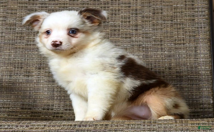  dogs for sale - Ad 3