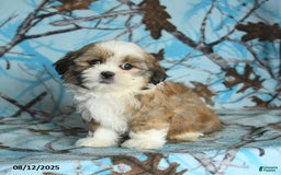 Shih Tzu dogs for sale: Rookie - Image 4