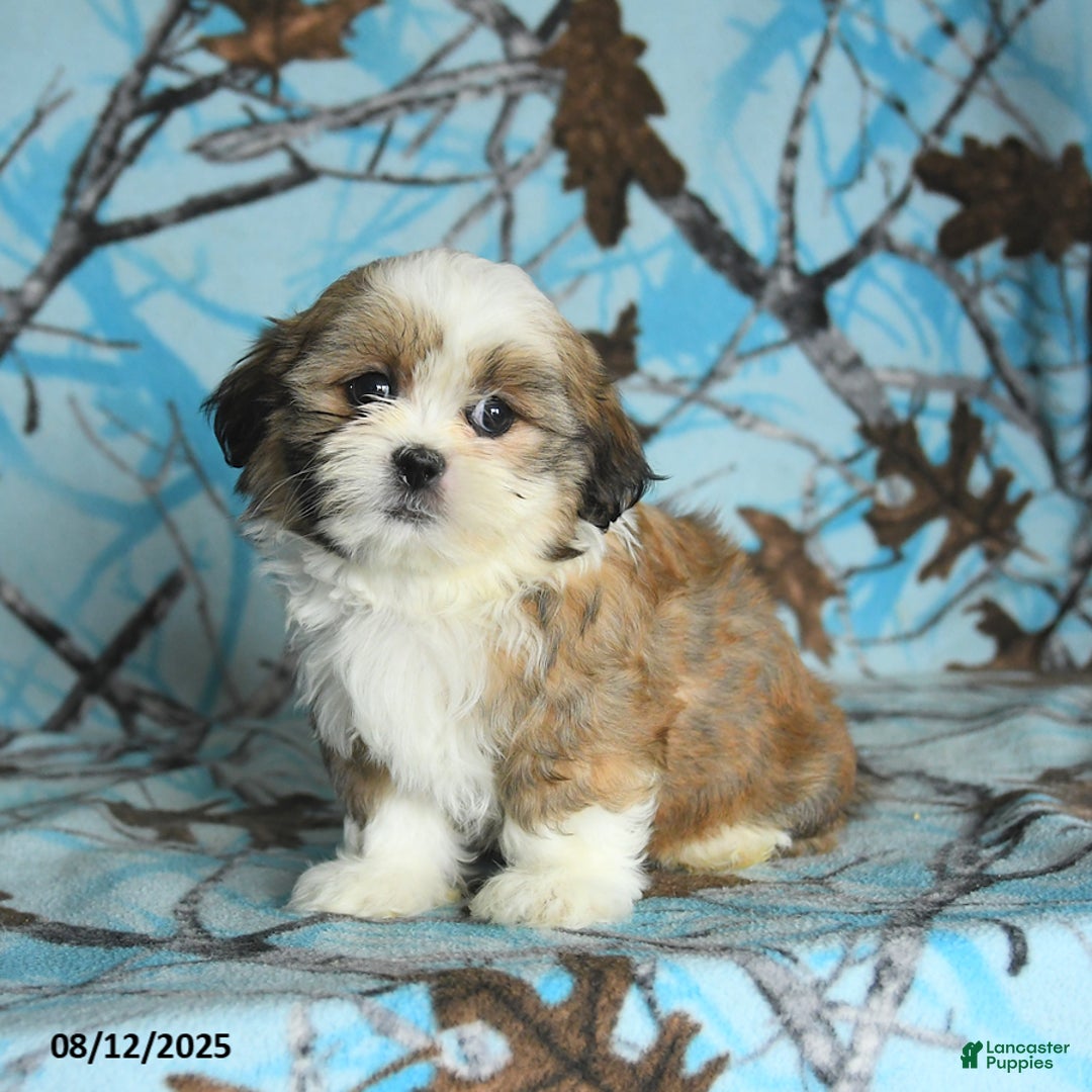 Shih Tzu dogs for sale: Rookie - Image 4