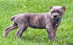 Cane Corso dogs for sale: Blu - Image 6