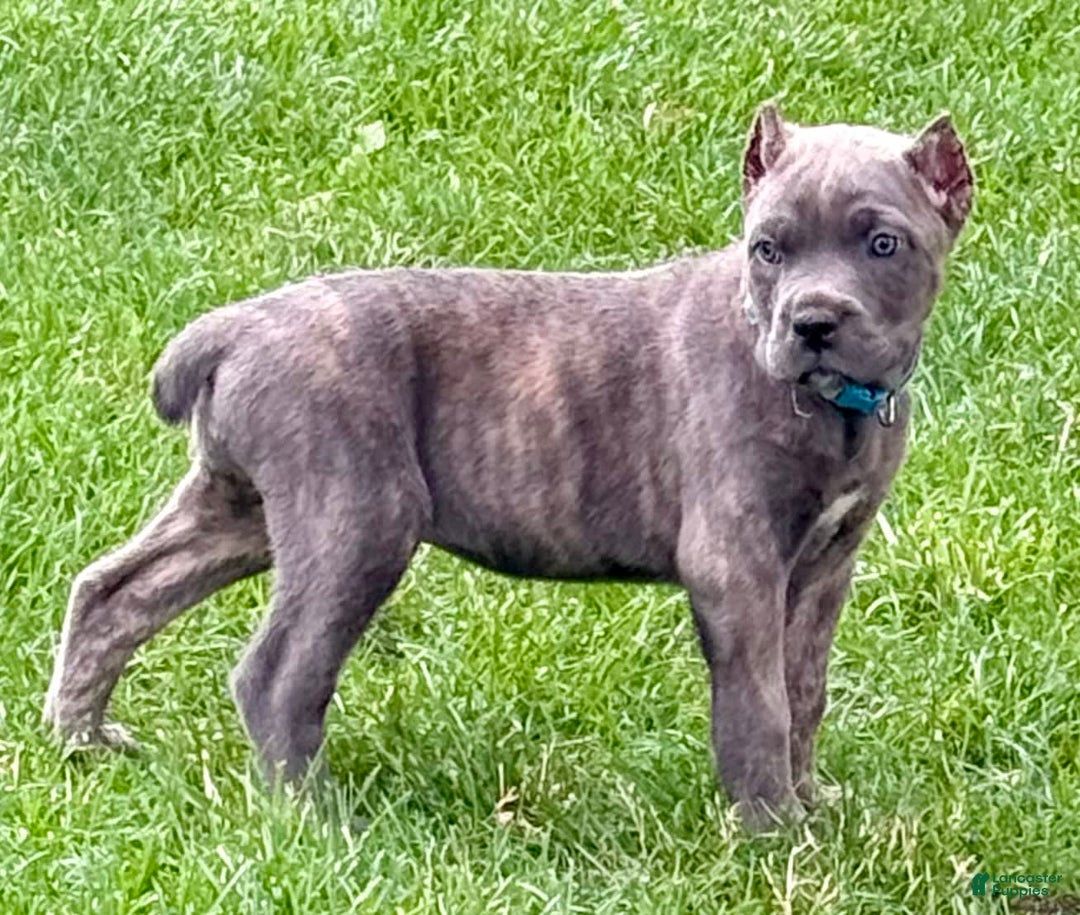 Cane Corso dogs for sale: Blu - Image 6