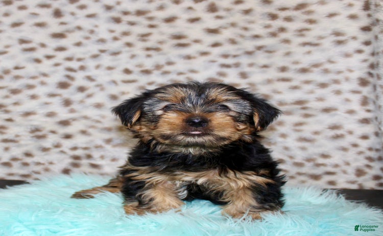 Yorkshire Terrier dogs for sale - Ad 4